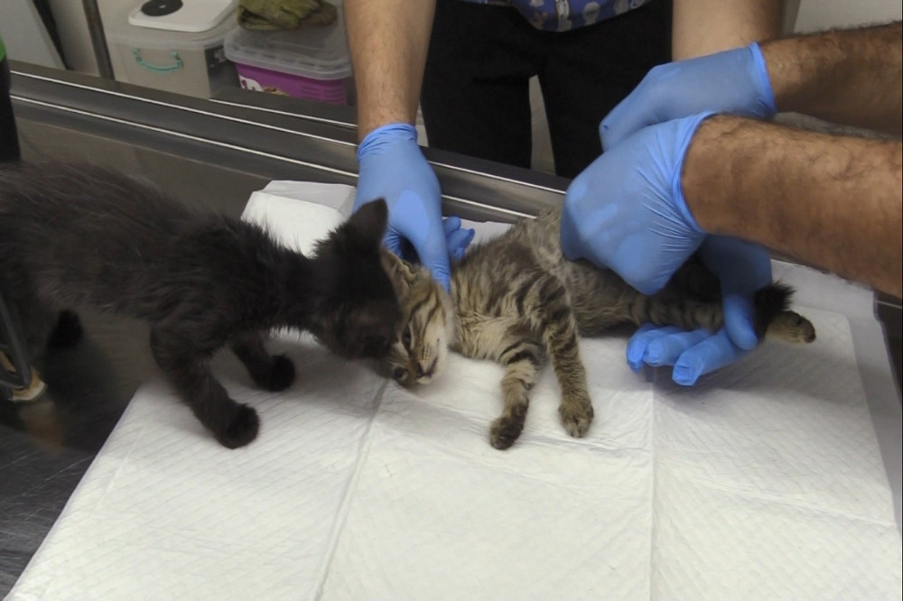 Yalova�da arka ayakları kesilen yavru kediler ölüme terk edildi